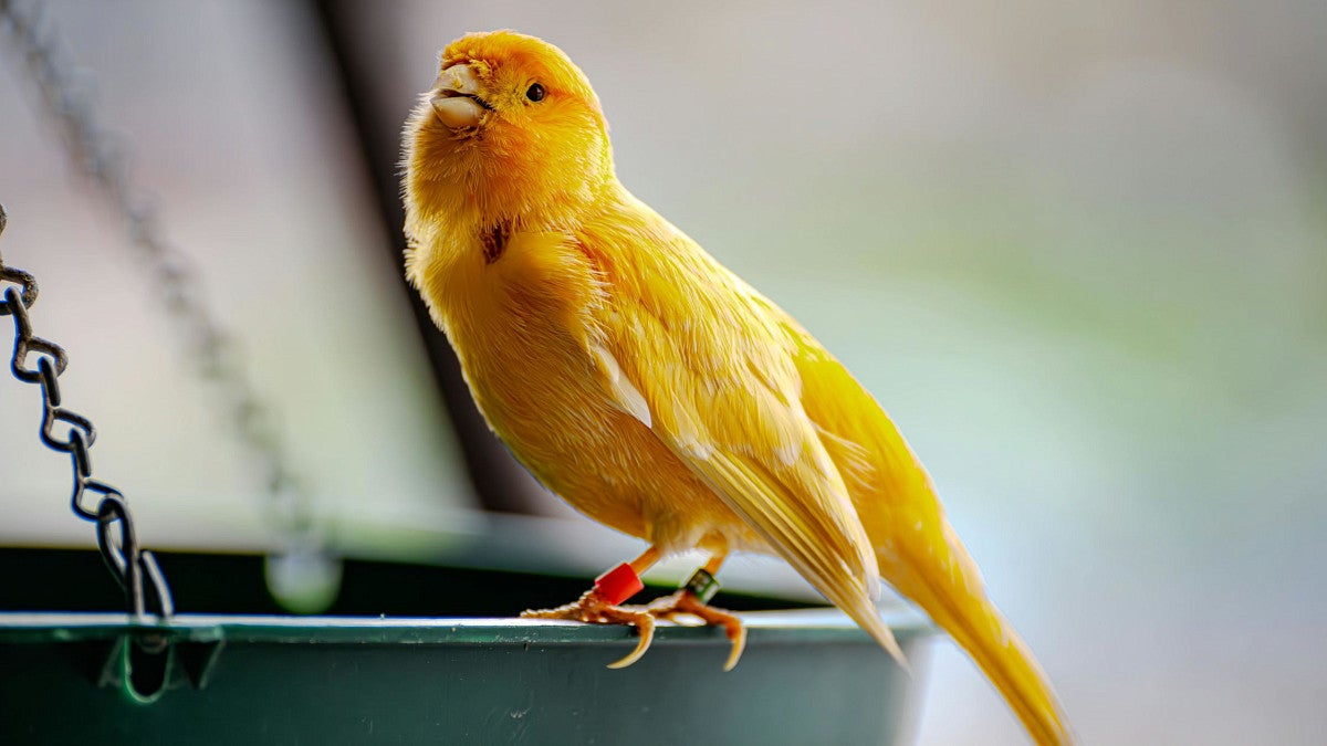 Canary perched on a bird feeder