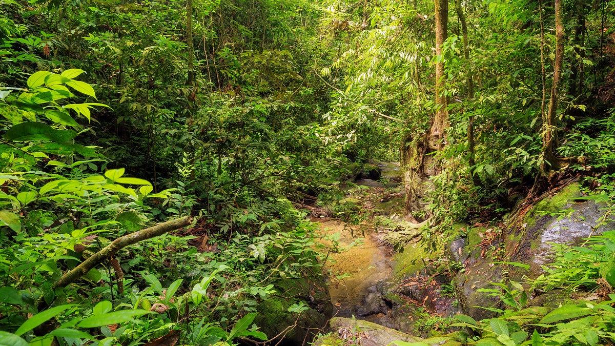 A forest with lush green vegetation and running water