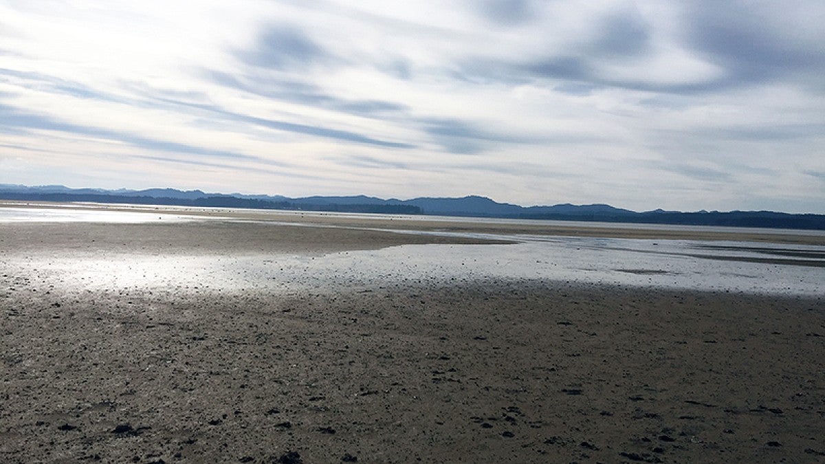 Winter drainage at Fern Ridge west of Eugene exposes mud rocks to weathering