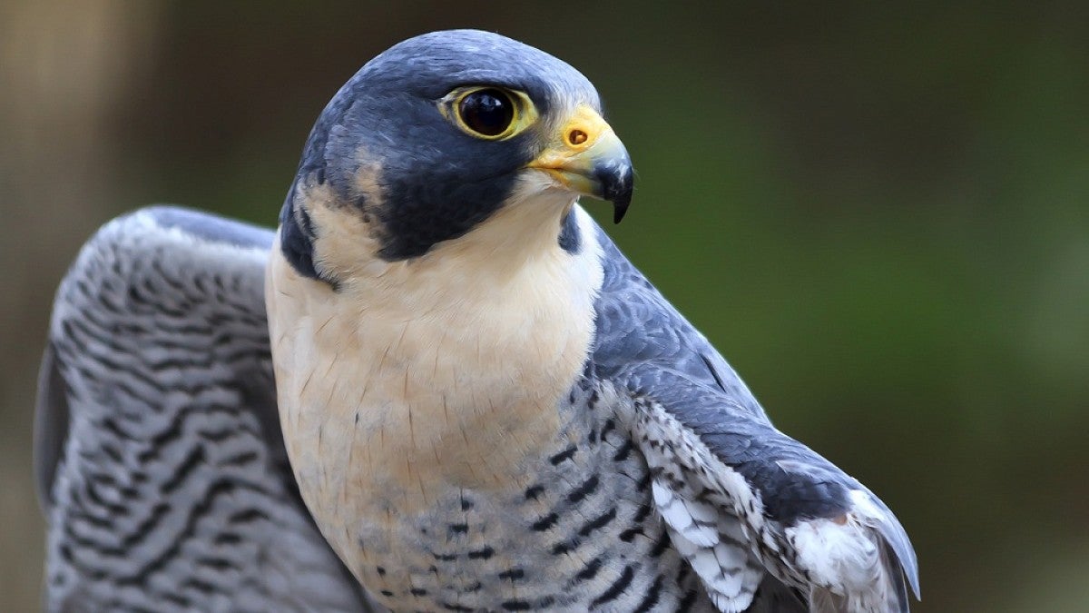 Peregrine falcon