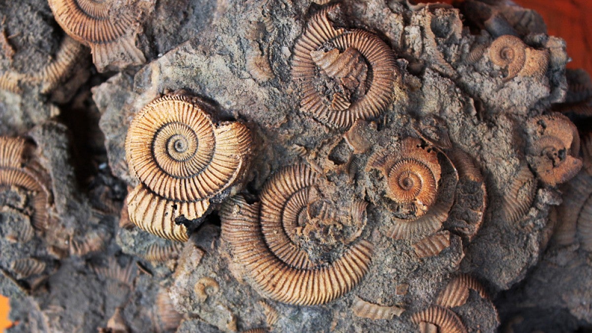 Ammonite fossils
