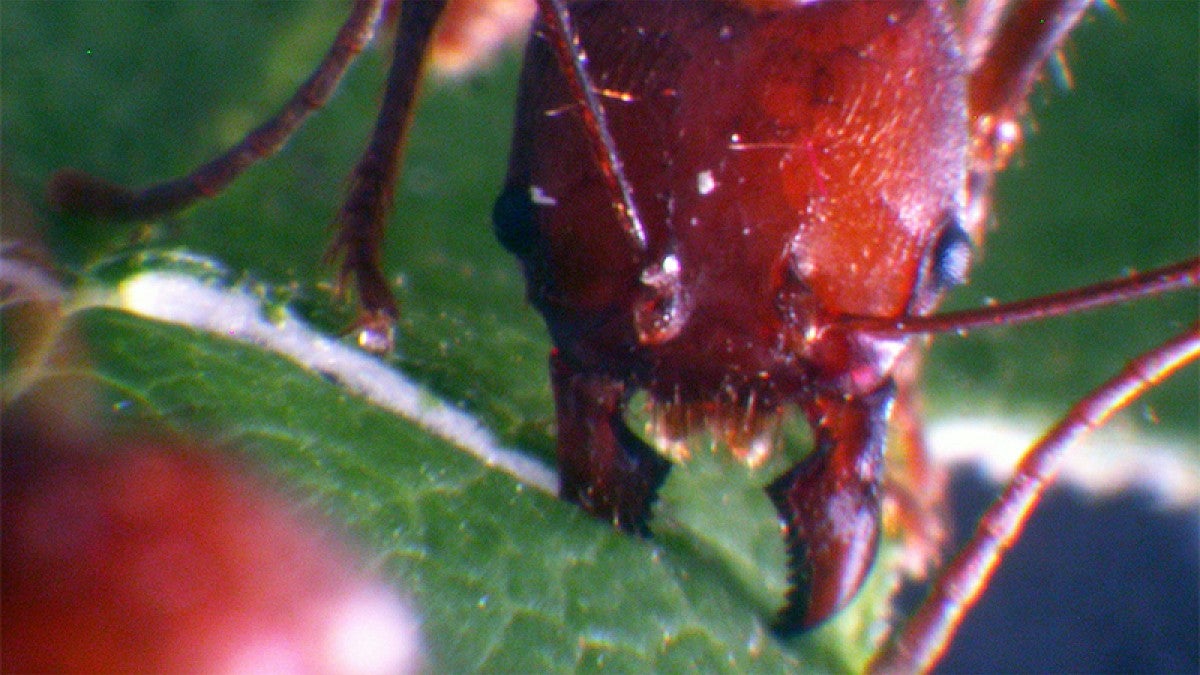 A leafcutter ant biting into a leaf