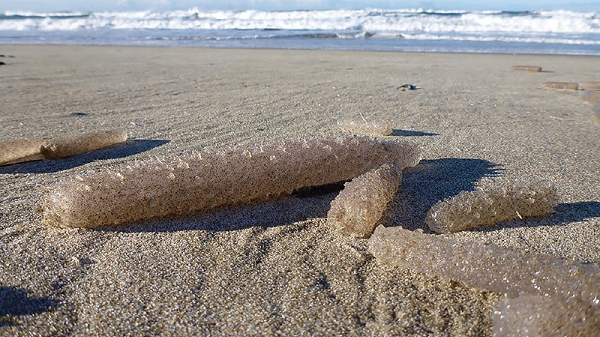 Sea pickles on the beach at Nehalem State Park in December 2016