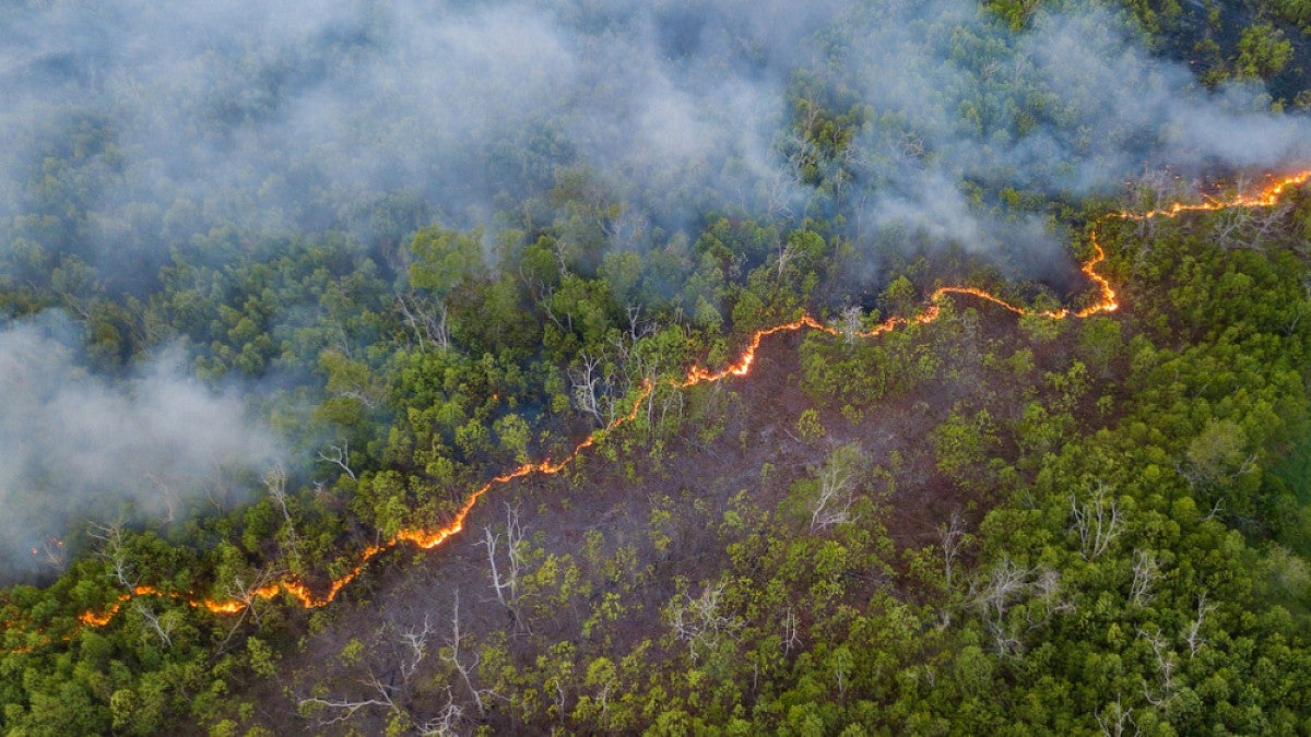 Brush fire in peatland