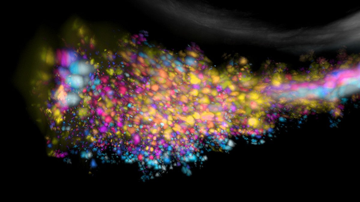 Colonies of bacteria in a zebrafish gut 