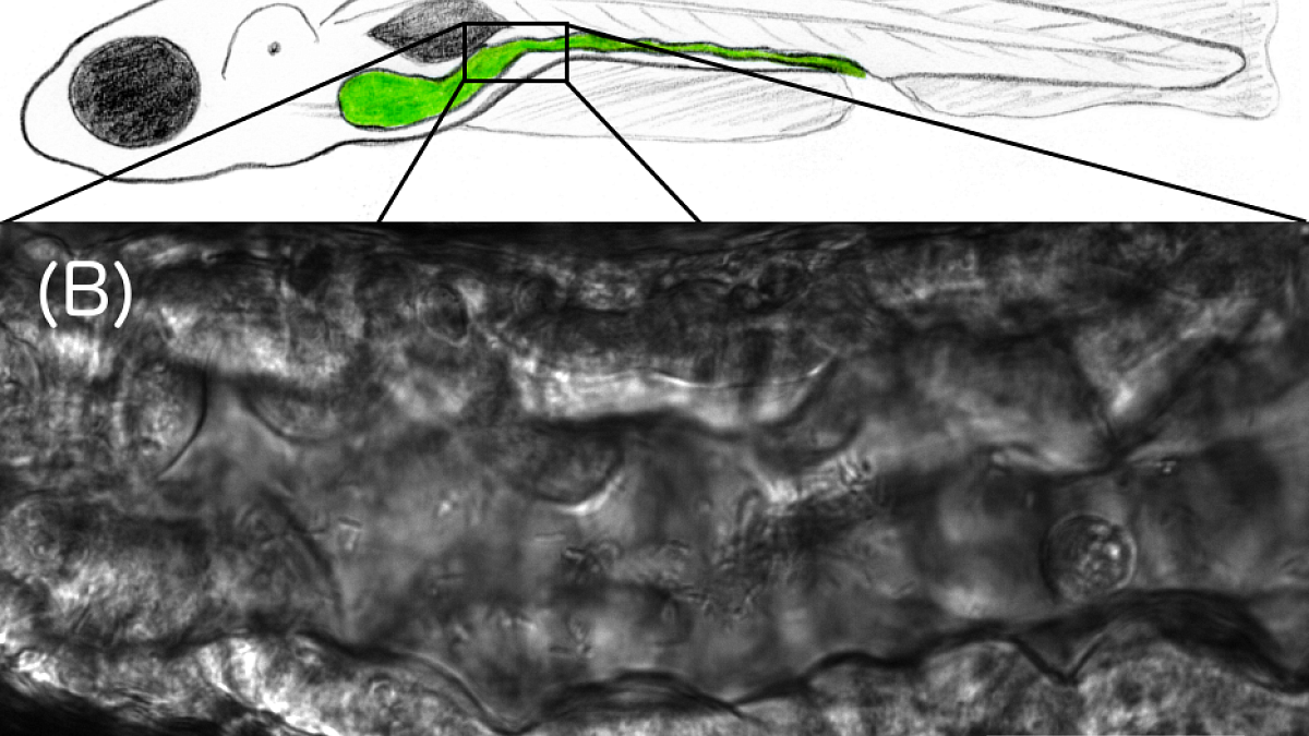 Image shows drawing of zebrafish and a view of its gut 
