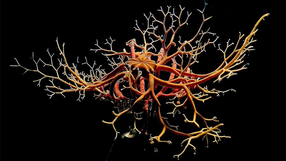 A basket star