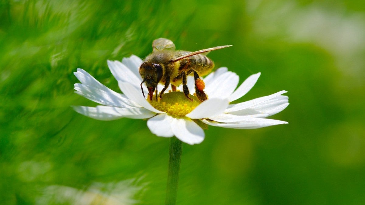 Honeybee on flower