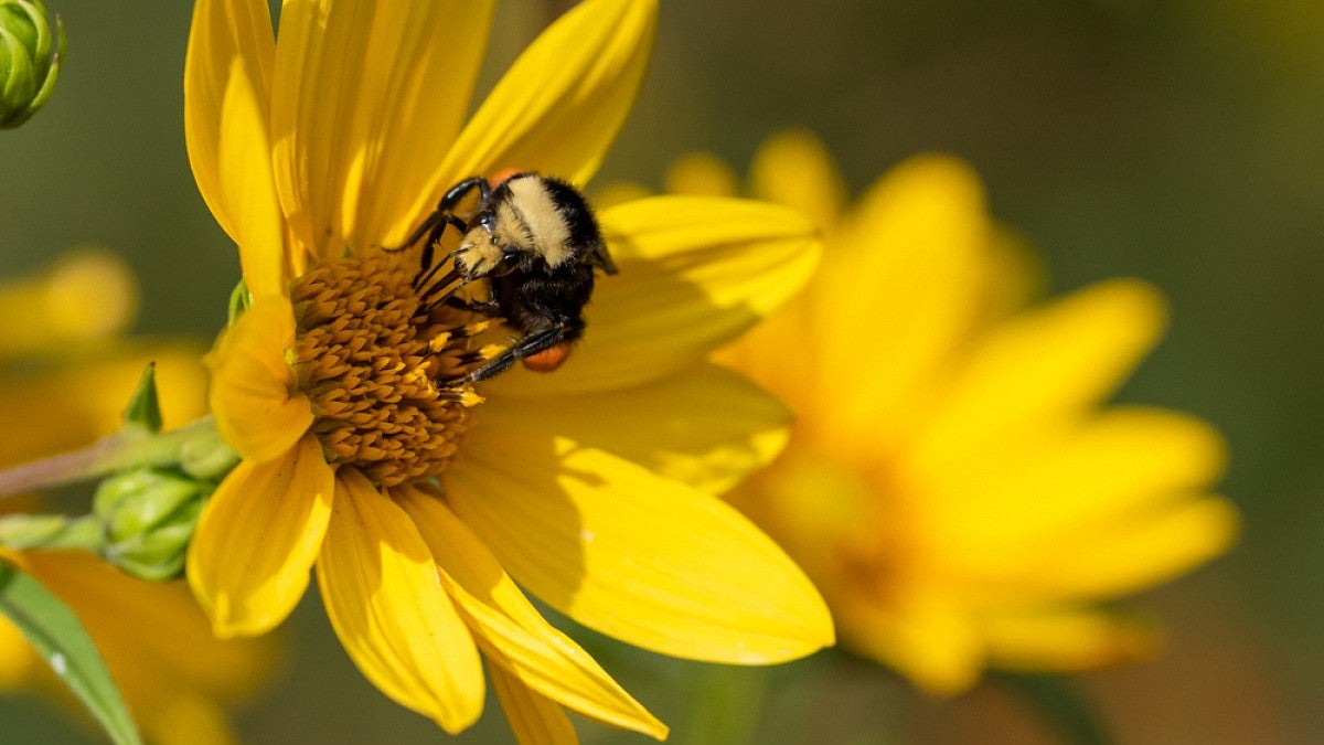 Bumblebee on sunflower