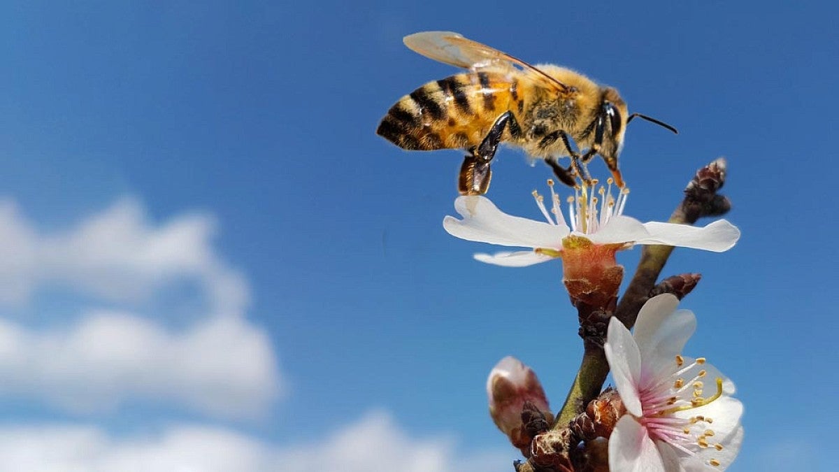 Bee on almond flower