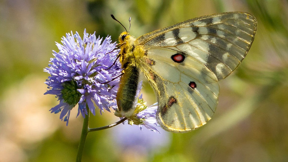 Butterfly on flower