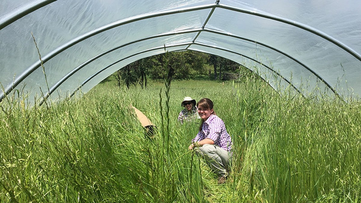 Lauren Hallett's research site in the foothills of the Sierra Nevada in northern California