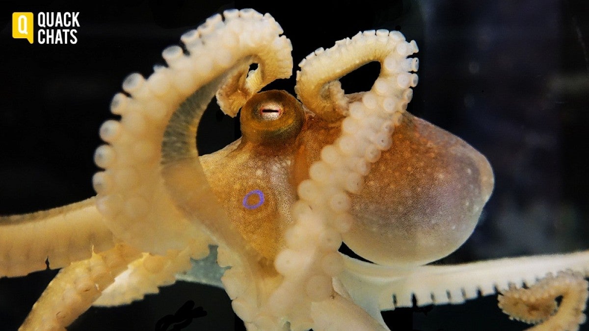 Octopus
