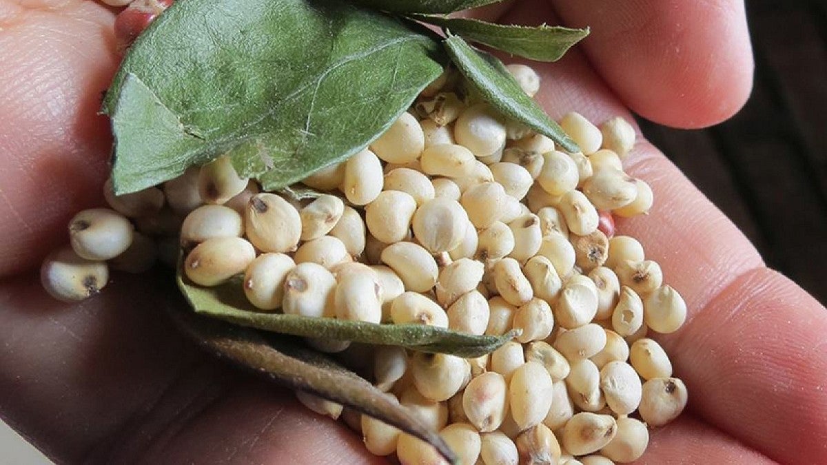 Hand holding fresh beans