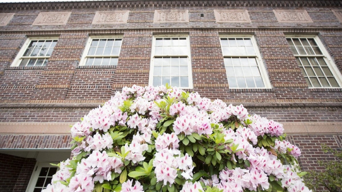 Rhododendrons in bloom