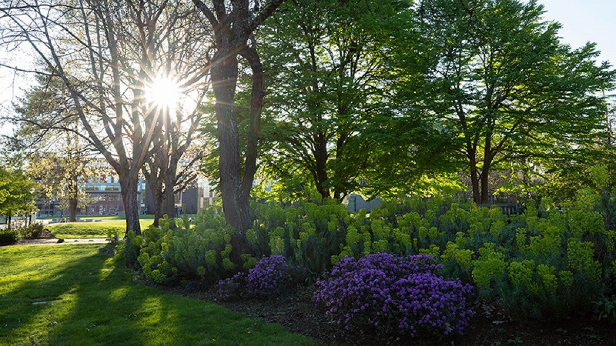 Summer scenery on campus