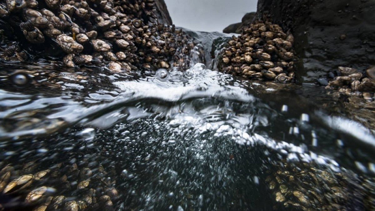 Gooseneck barnacles