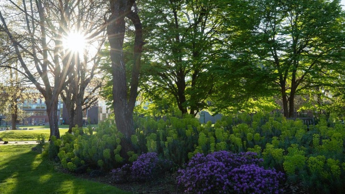 Campus summer flowers