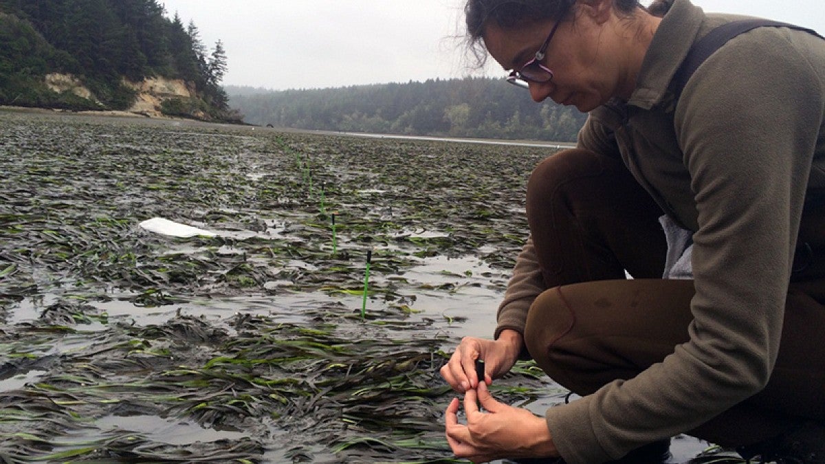 Elena Rubio Lopez plants a squid pop in the South Slough estuary
