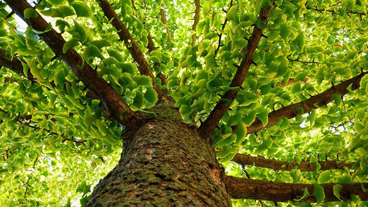 Ginkgo biloba tree