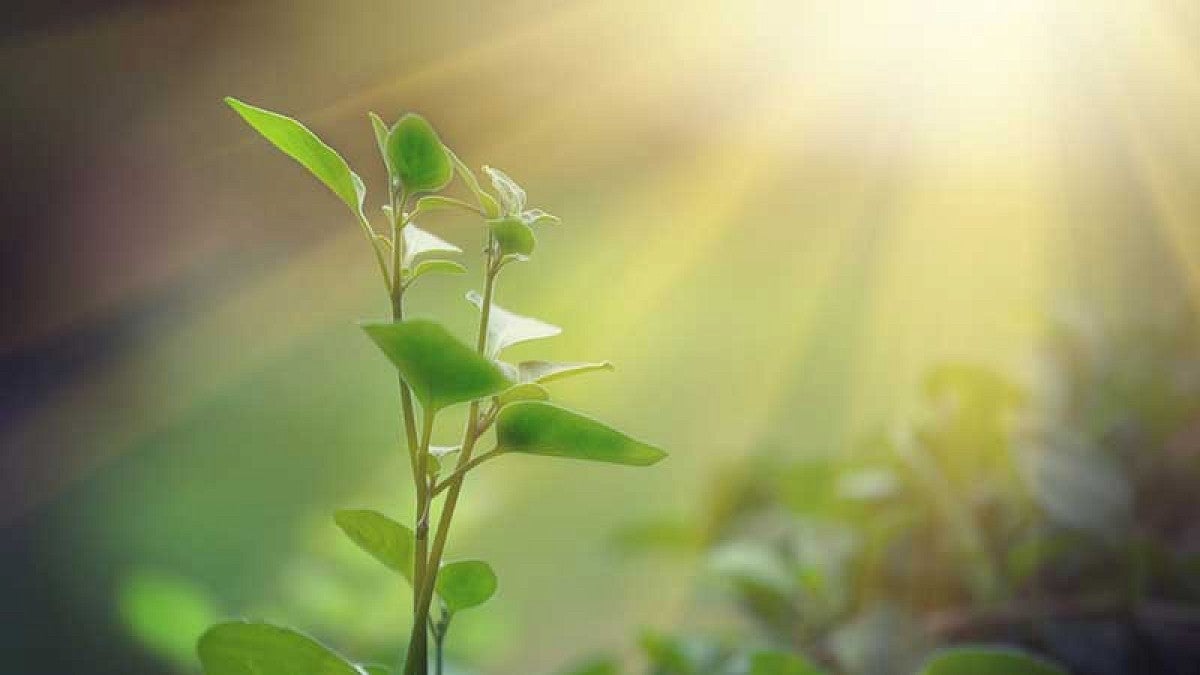 Green plant in sun