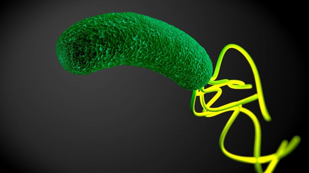 H. pylori bacterium
