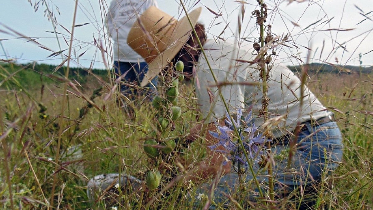 Image shows Madonna Moss in a field behind camas seed pods and blue flowers