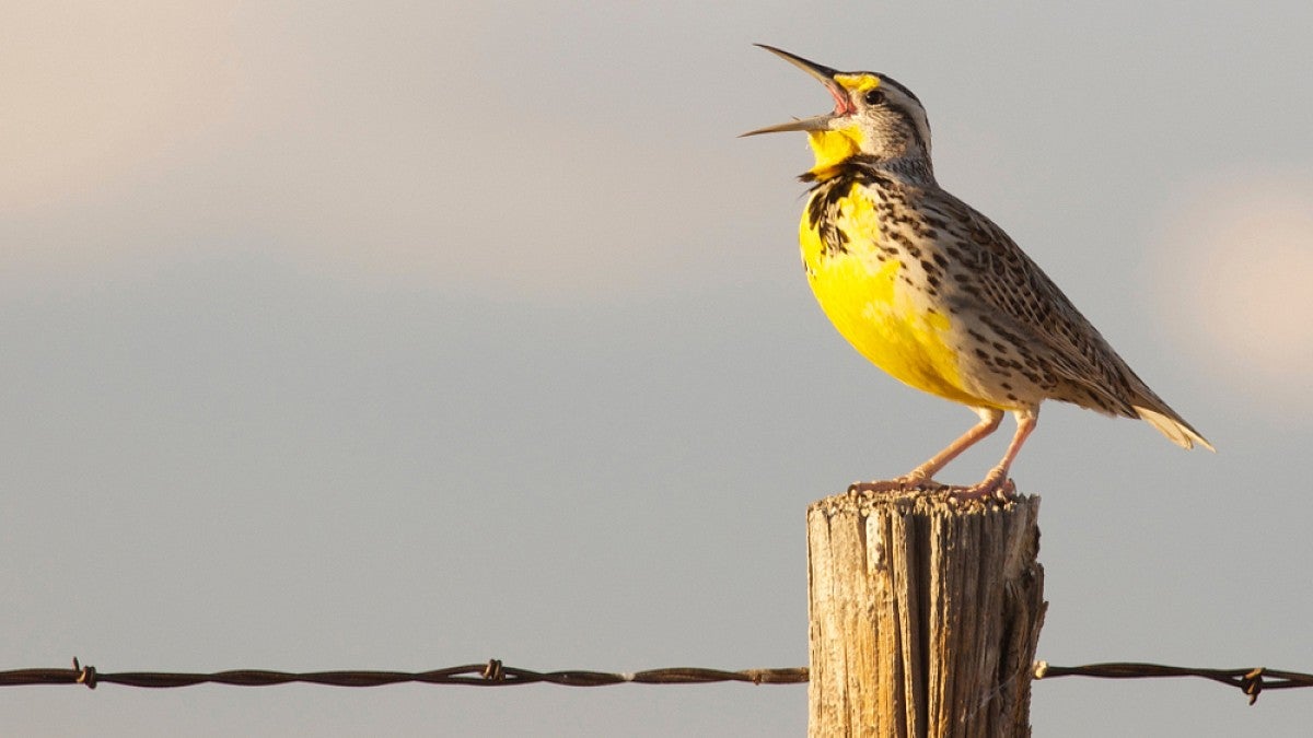 Western meadowlark singing