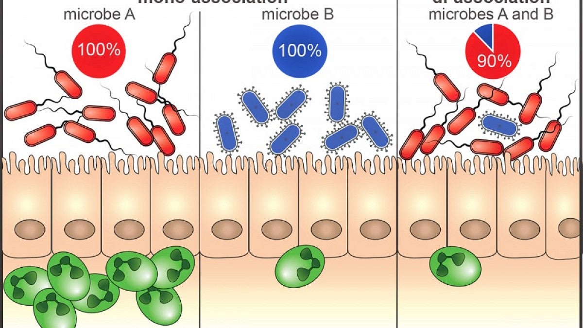 Graphic depicts immune response to separate bacterial species, and the response (in green) when the two are combined