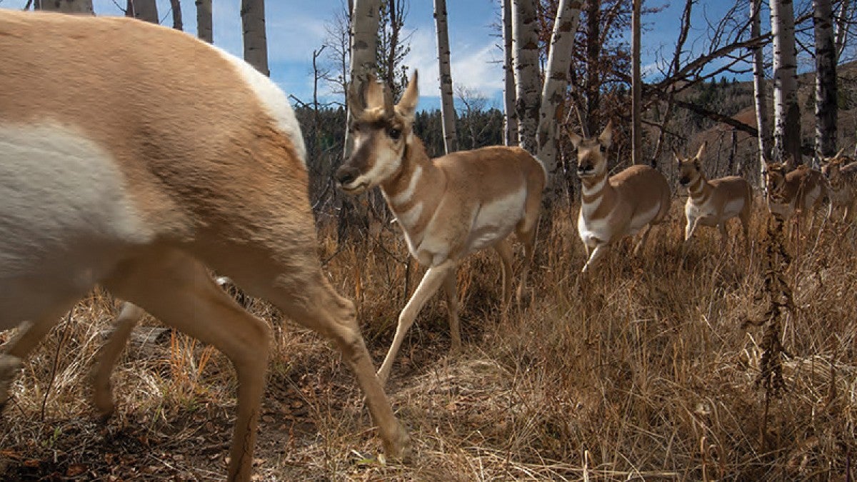 Pronghorn antelope