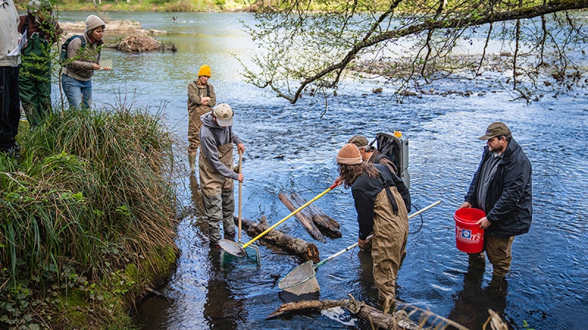 Collecting stunned fish in millrace