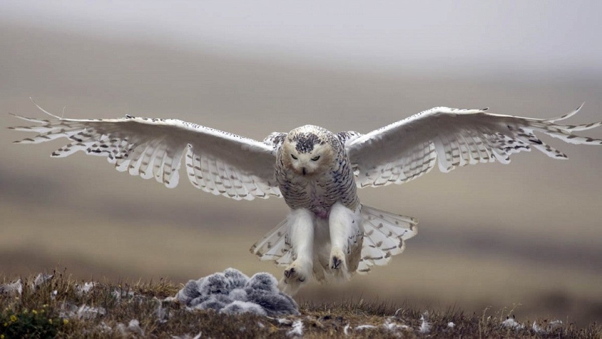 Snowy owl photo by Paul Bannick