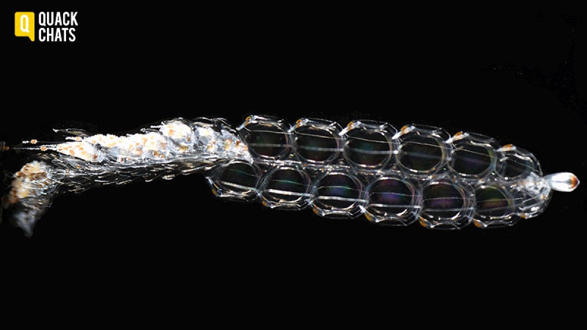 Nanomia bijuga, a relative of jellyfish