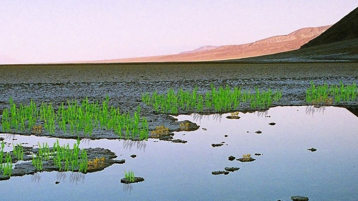 Early land plants