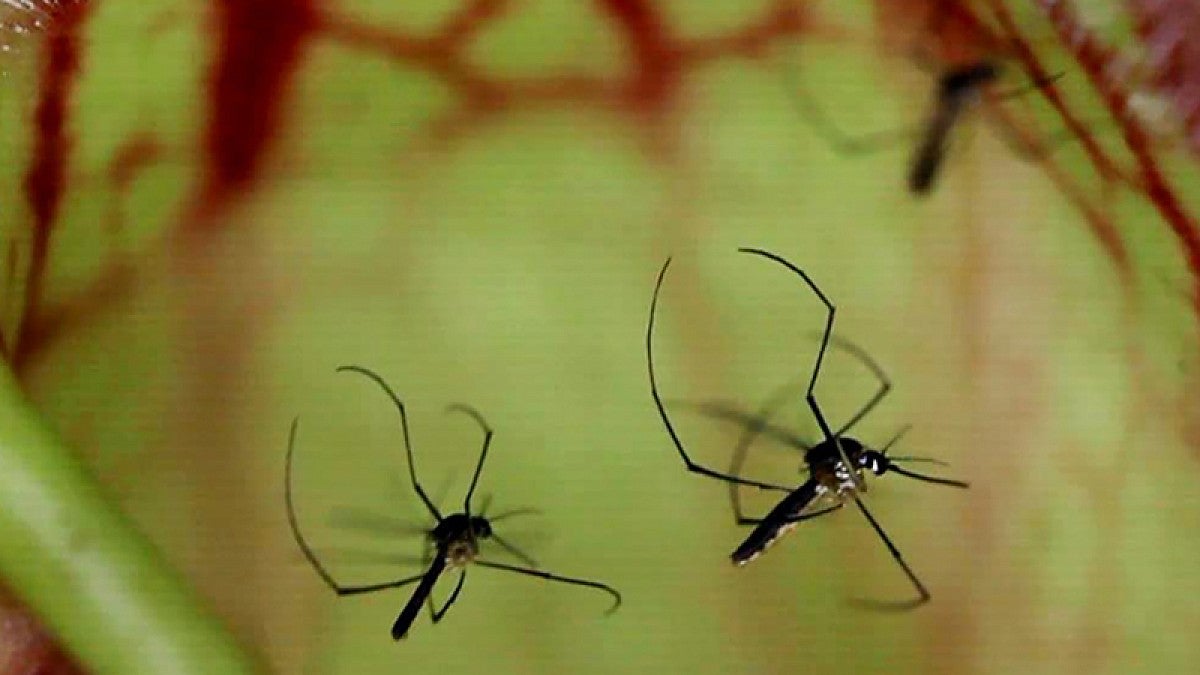 UO biologists seek to take bite out of mosquitoes | OregonNews