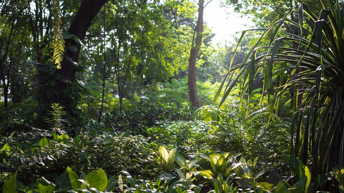 Amazon rainforest