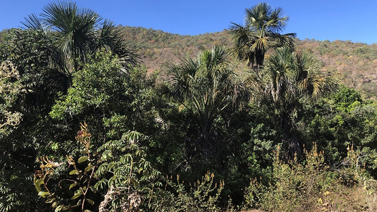 Forested area along the Tocantins River in Brazil