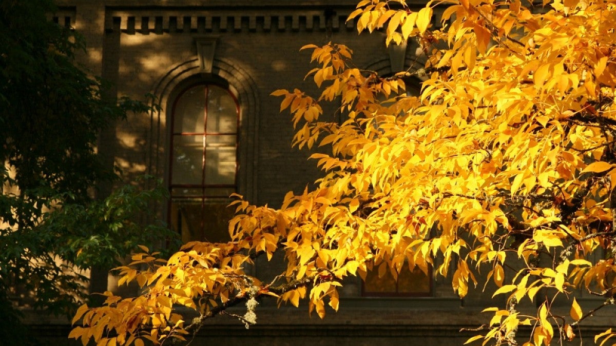 Fall leaves