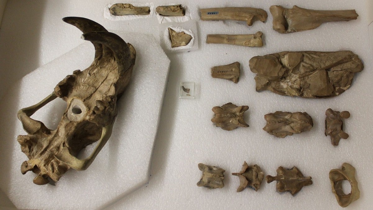 Saber-tooth bones