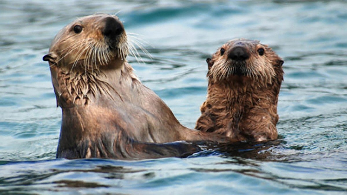 Two sea otters