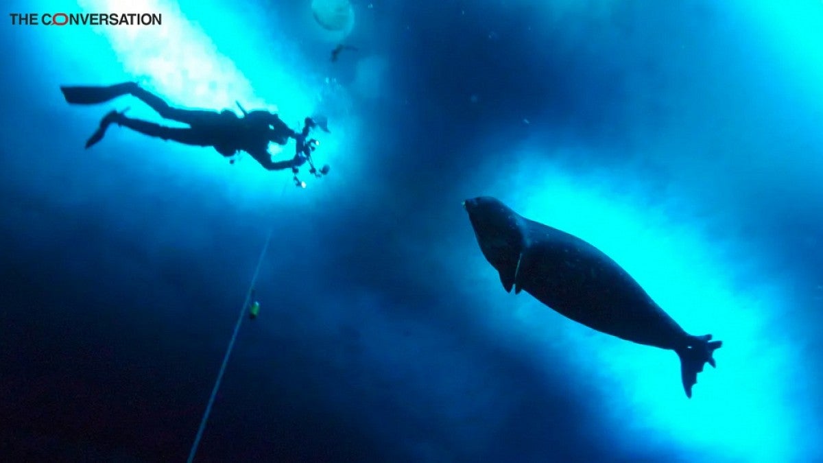 A seal watches a diver underwater