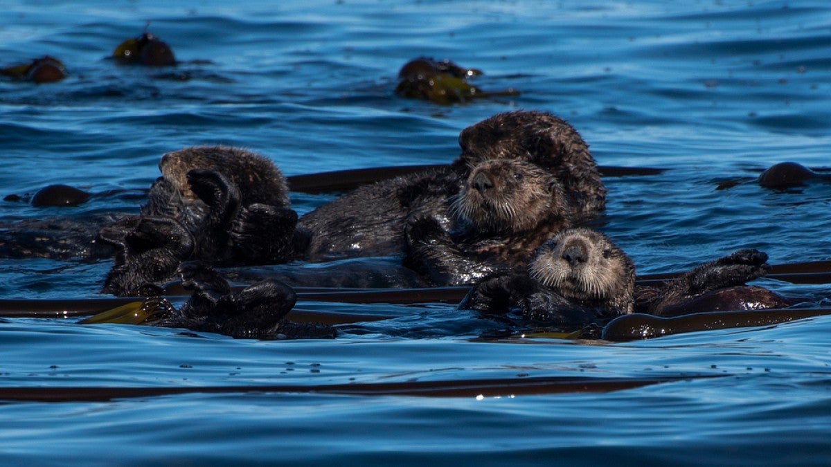 Sea otters