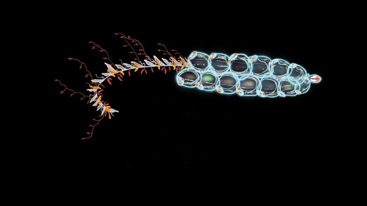 A siphonophore, a jellyfish relative
