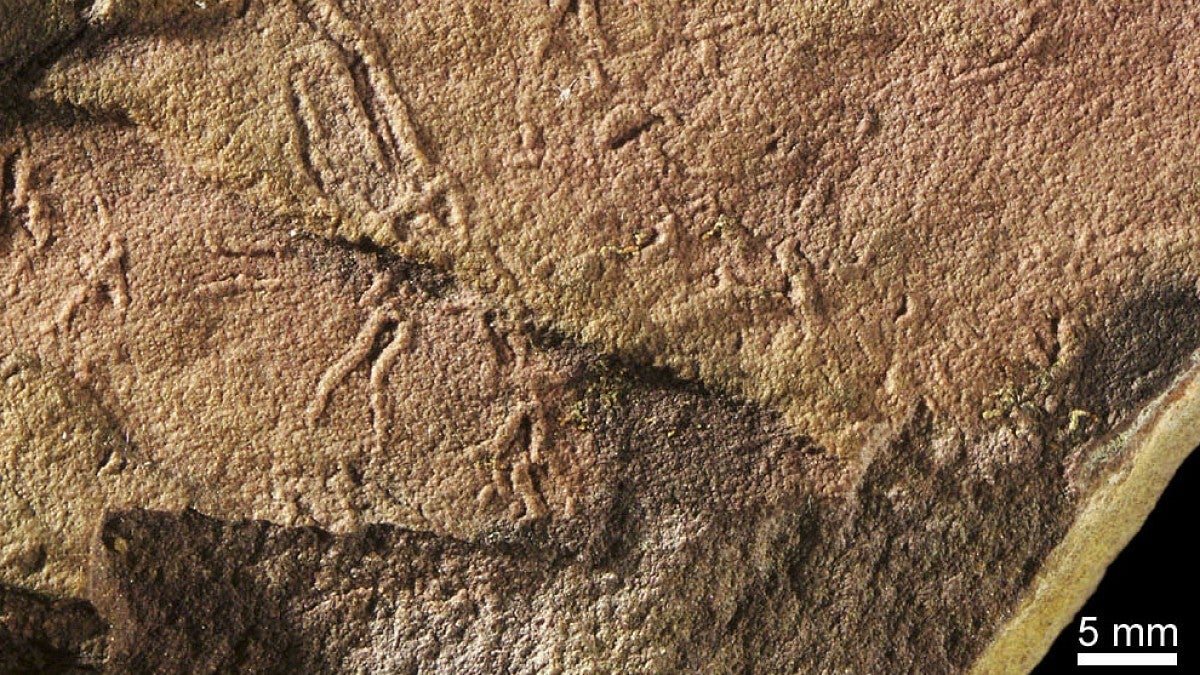 Slime mold fossil