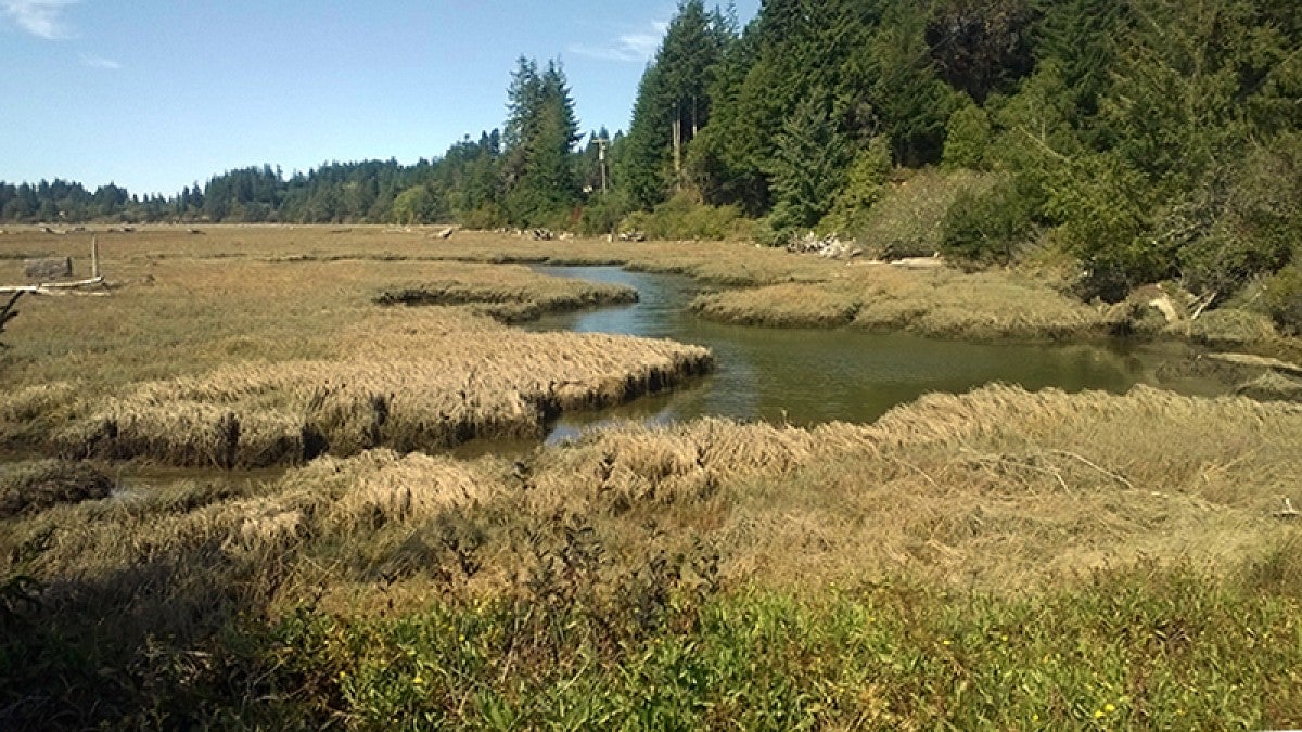 South Slough