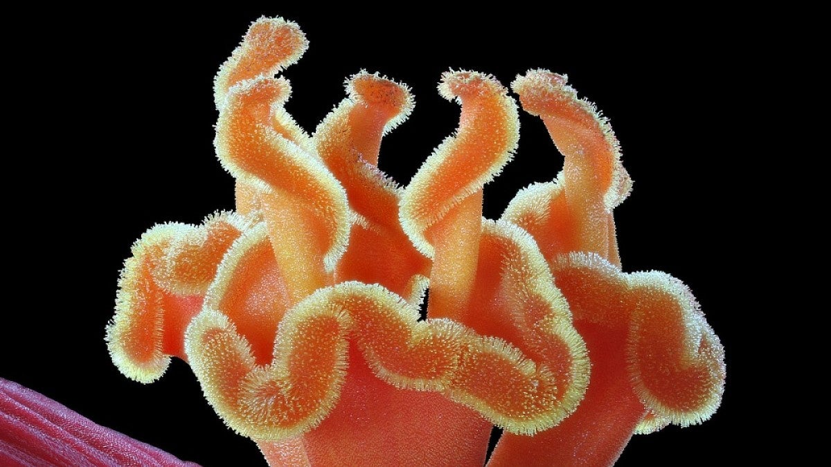 Spiral begonia photo