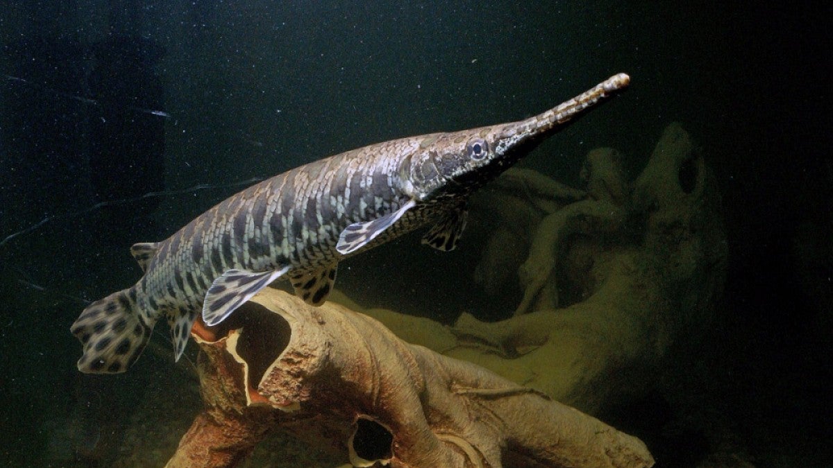 Spotted gar (Photo by Solomon David)