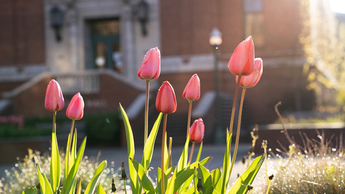 Tulips on campus