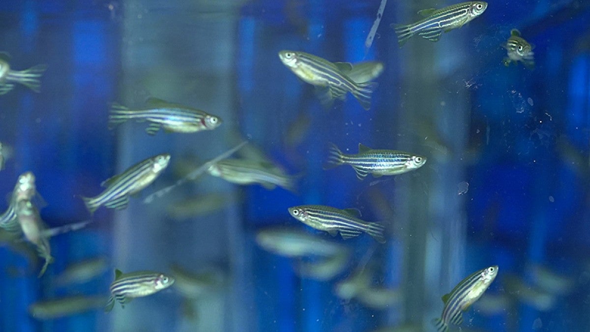 Zebrafish in a tank