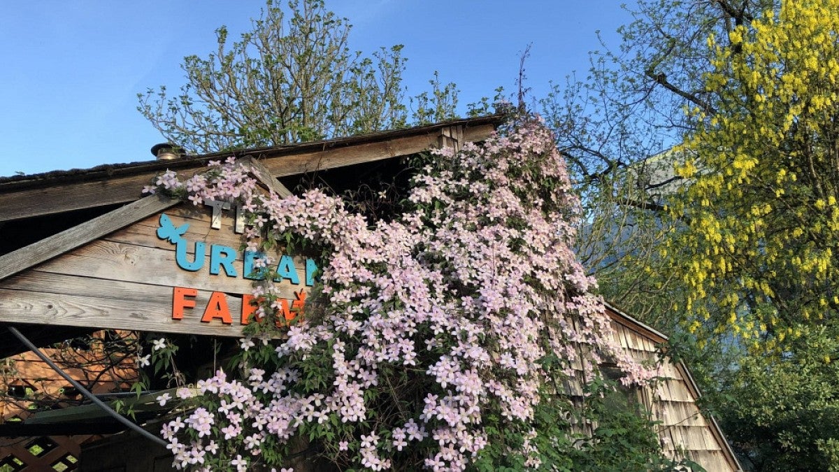 The UO Urban Farm, a program within the College of Design